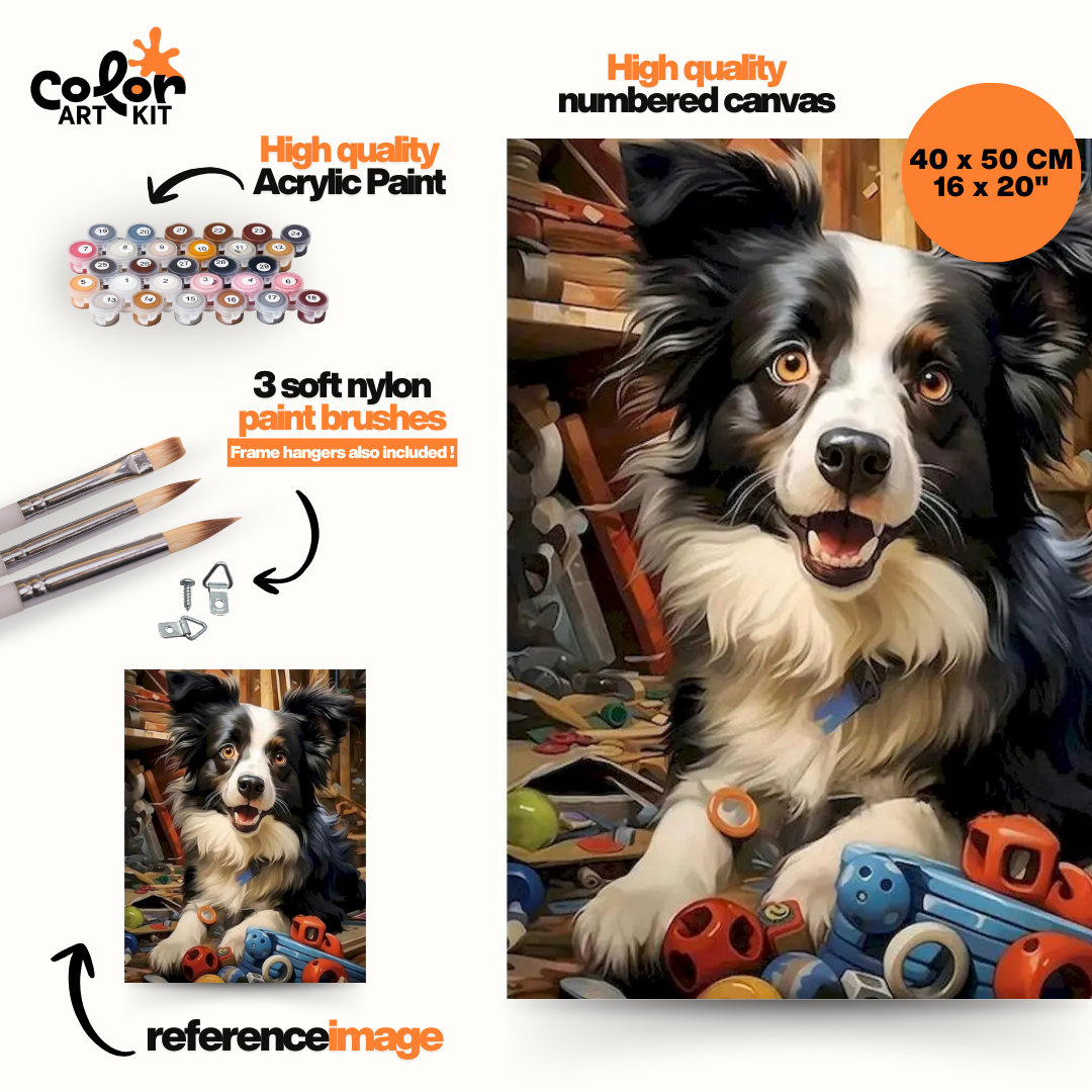 Moment de jeu avec mon Border Collie